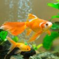 Tips to Keep a Healthy Aquarium Environment 12