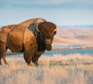 Buffalo Shooting Reddit (Buffalo Gun Forum) 3 Buffalo Shooting Reddit (Buffalo Gun Forum) 2