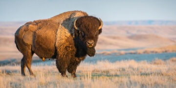 Buffalo Shooting Reddit (Buffalo Gun Forum) 3 Buffalo Shooting Reddit (Buffalo Gun Forum) 2