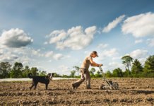 Farm to Table approximately cooperation, harmony, agriculture, splendor Home 19