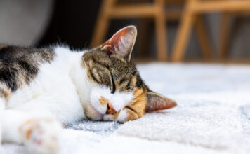 How Cats Used Humans to Conquer the World Home 1