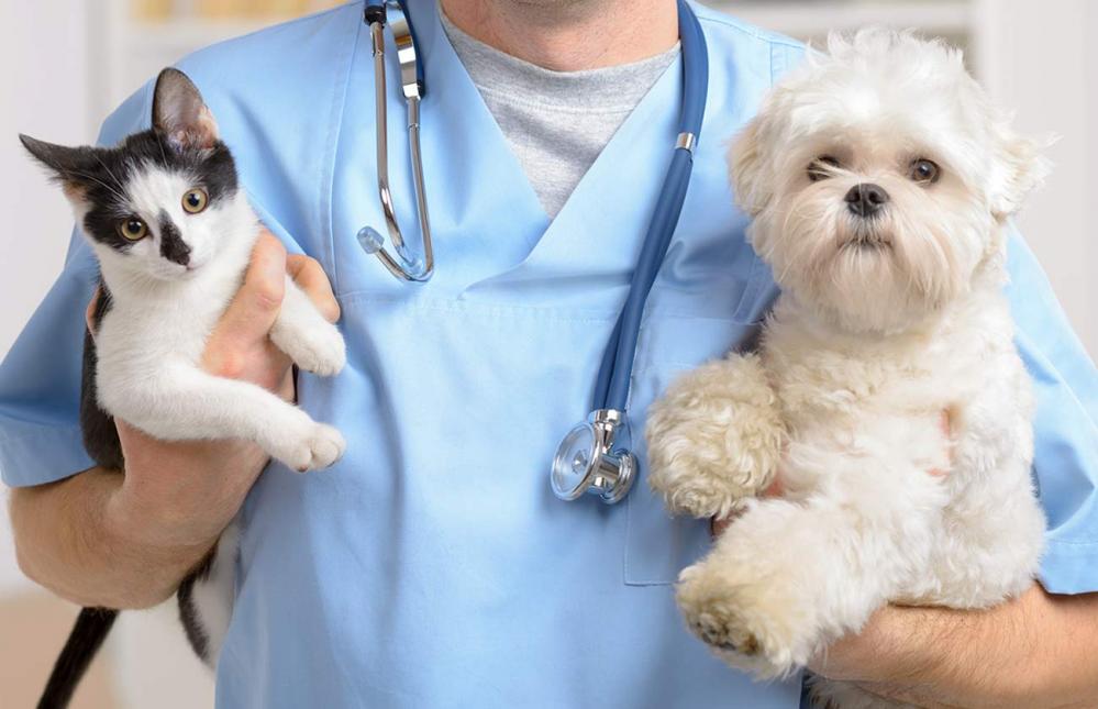 Care Services For Pets How to Get Started with a Pet Care Service QT