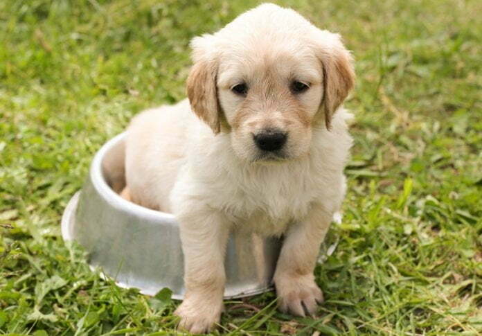 Puppy2-1