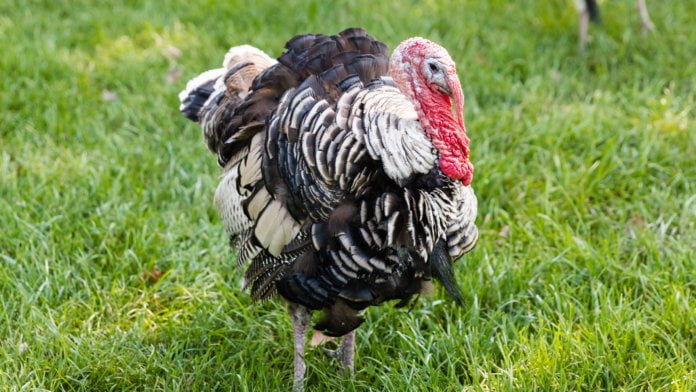 wild-turkey-387276-hero-4177f493d6b34daf8c60d67616e33e11