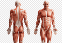 Tissue In The Body – What Causes Tissue In The Body?