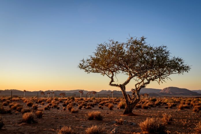 A tree in a desert Description automatically generated with medium confidence