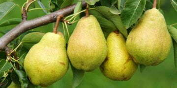 Nine Health and Nutrition Benefits of Pears