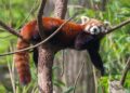 Diet of Red Panda – What Are The Benefits?