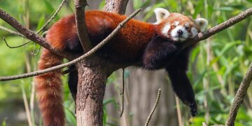 Diet of Red Panda – What Are The Benefits?
