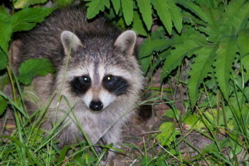 3 Easy Tips to Keep Animal Pests Away from Your Garden 2 3 Easy Tips to Keep Animal Pests Away from Your Garden 1