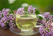 Discover the Benefits of Oregano Tea