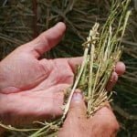 Competition to grow medical marijuana in Utah heats up 16