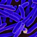 E-Coli Testing Market Size 15