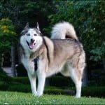 Friday Cat Blogging – 5 July 2019 17