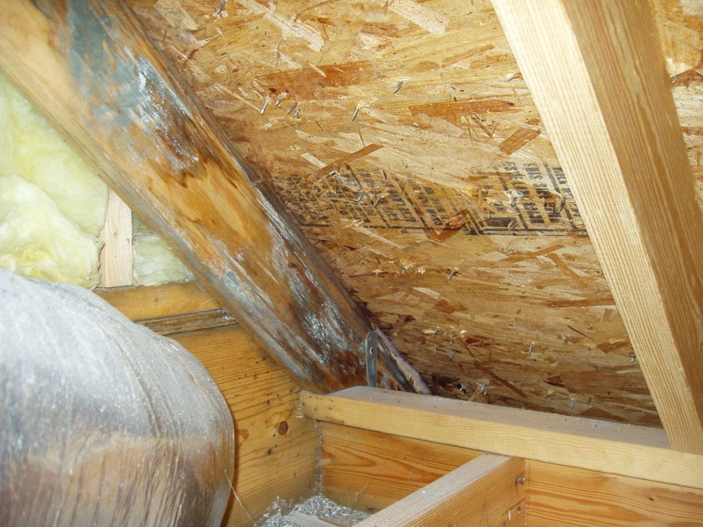 IS ATTIC MOLD DANGEROUS? Skybirds