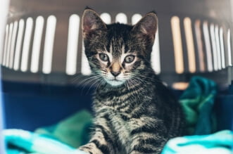 Bringing Home Your New Cat or Kitten 2