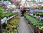 How To Choose The Right Plant Nursery