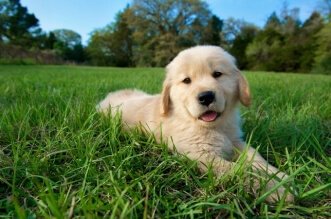 5 Must-Haves For a New Puppy 2
