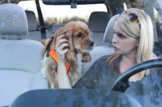Driving With Pets - How To Avoid Distractions 7