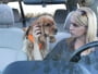 Driving With Pets - How To Avoid Distractions 13