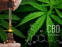 CBD and Drug Tests: How Long Does CBD Stay in Your System? 2
