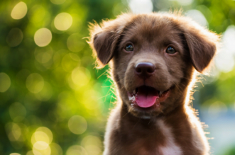 Top Tips to Help You Care for Your New Dog 1