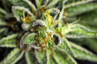 How To Boost Terpene Levels In Your Cannabis Plants 6