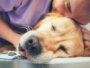 What&rsquo;s The Procedure For Dog Euthanasia ?