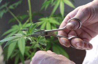 THE METAMORPHOSIS OF CANNABIS: FROM SEEDS TO HARVESTING 1