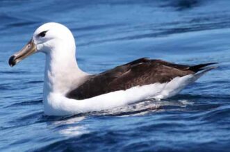 Albatross America Inc: Leading the Way in Sustainable Solutions 9