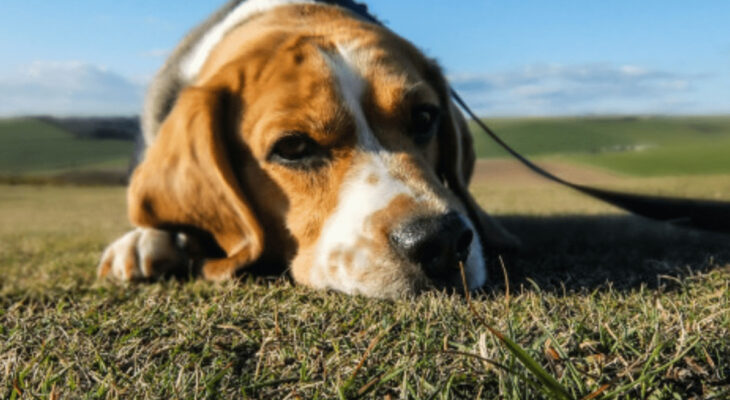 Depression in Dogs Signs 61 Depression in Dogs Signs 55