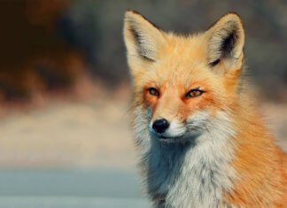 Fox information anchor, others hit network with race bias claims