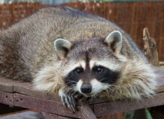 A GUIDE TO CHOOSE A WILDLIFE CONTROL COMPANY