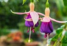 Google’s present day OS could update Android