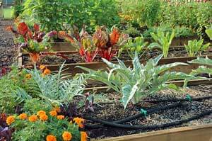 Four Good Practices to Ensure You Have a Healthy Garden