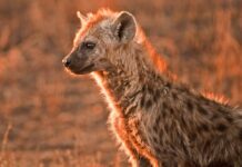 Top 10 Most Dangerous Animals In The World