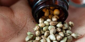 Top 8 Tips for Buying Cannabis Seeds Online