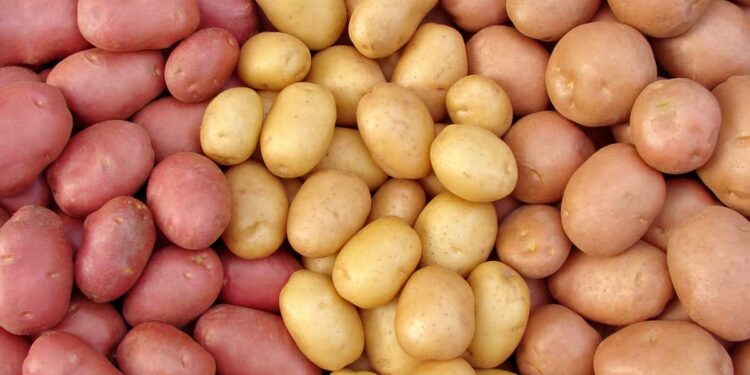 Delicious Russet Potato Recipes for Every Meal