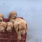Tips to Avoid Fake Breeders Faux Rescues 39