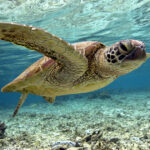 String of Turtles 39