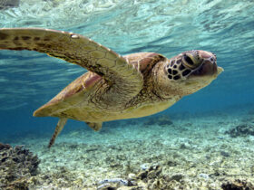 String of Turtles 38 String of Turtles 38