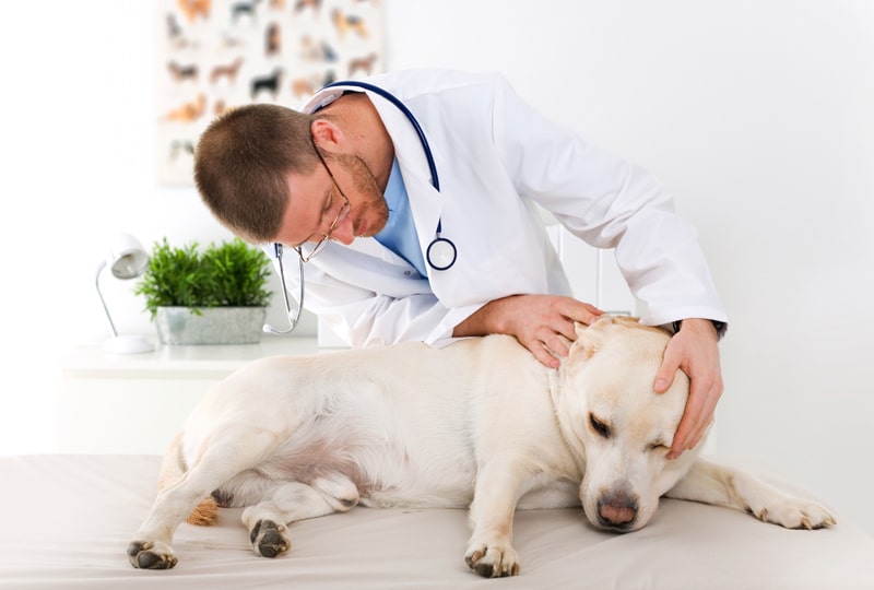 Dog Back Injury Be Aware Of The Common Symptoms The Life Vision dog-back-injury-be-aware-of-the-common-symptoms-the-life-vision