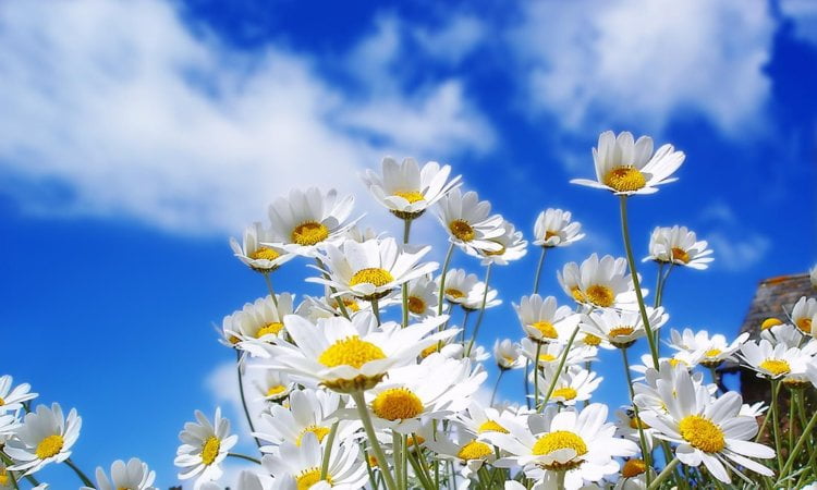 Living a Double Life 5