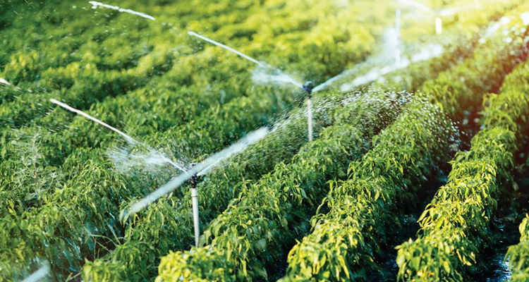 The Most Common Irrigation Methods 6