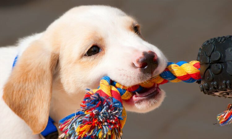 Top Ways to Entertain Your Dog 6