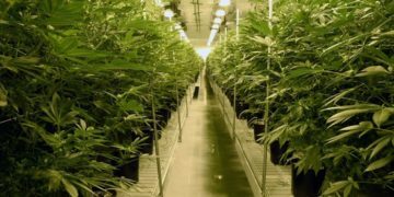 Seattle corporations merge to create ‘seed-to-sale’ pot software program