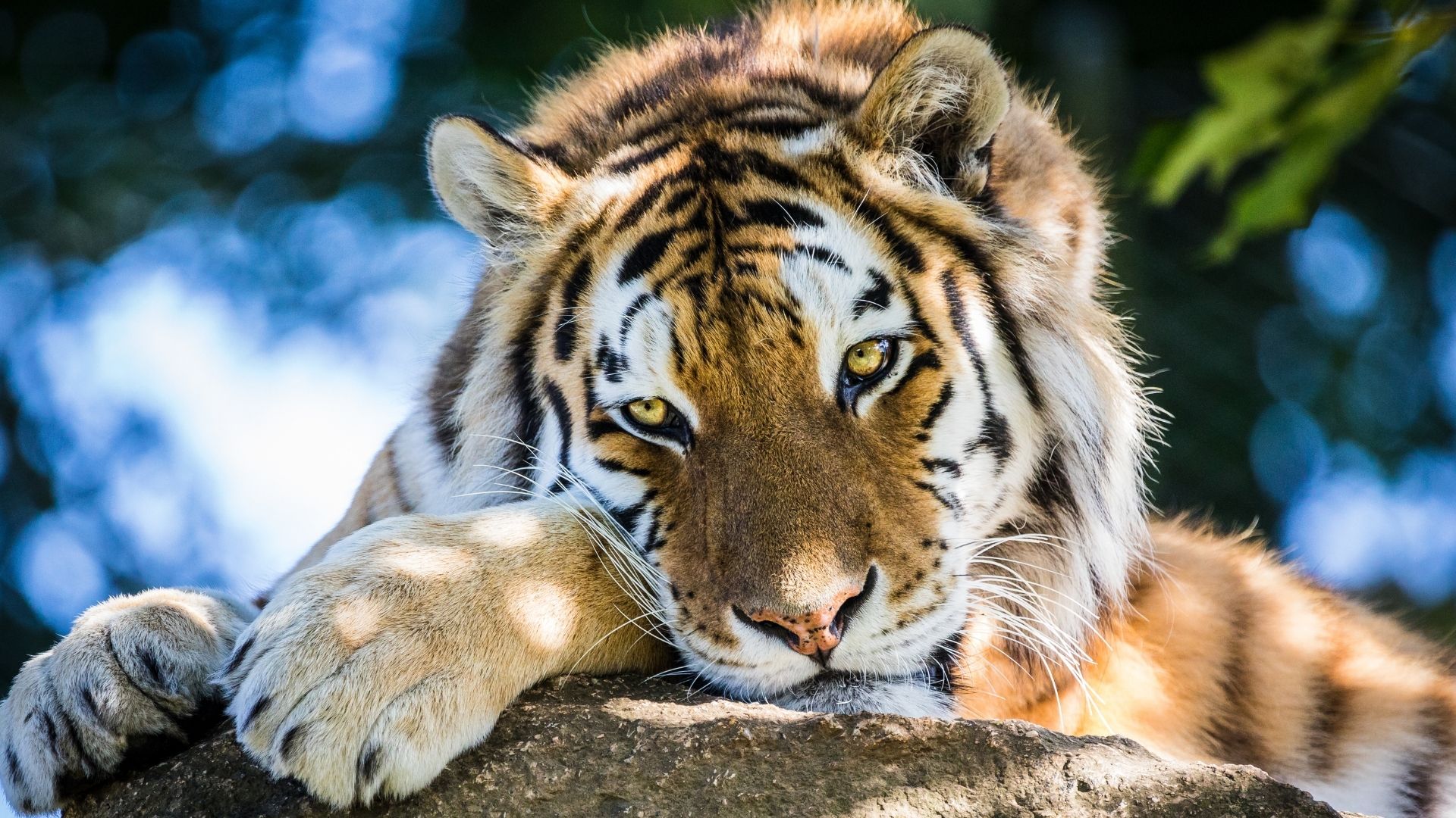 Using Hybrid Animals Apk