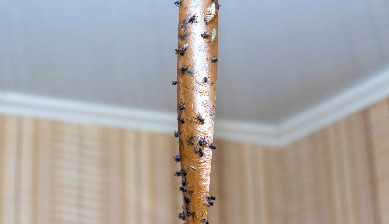 The Sweet Flypaper of Life 1