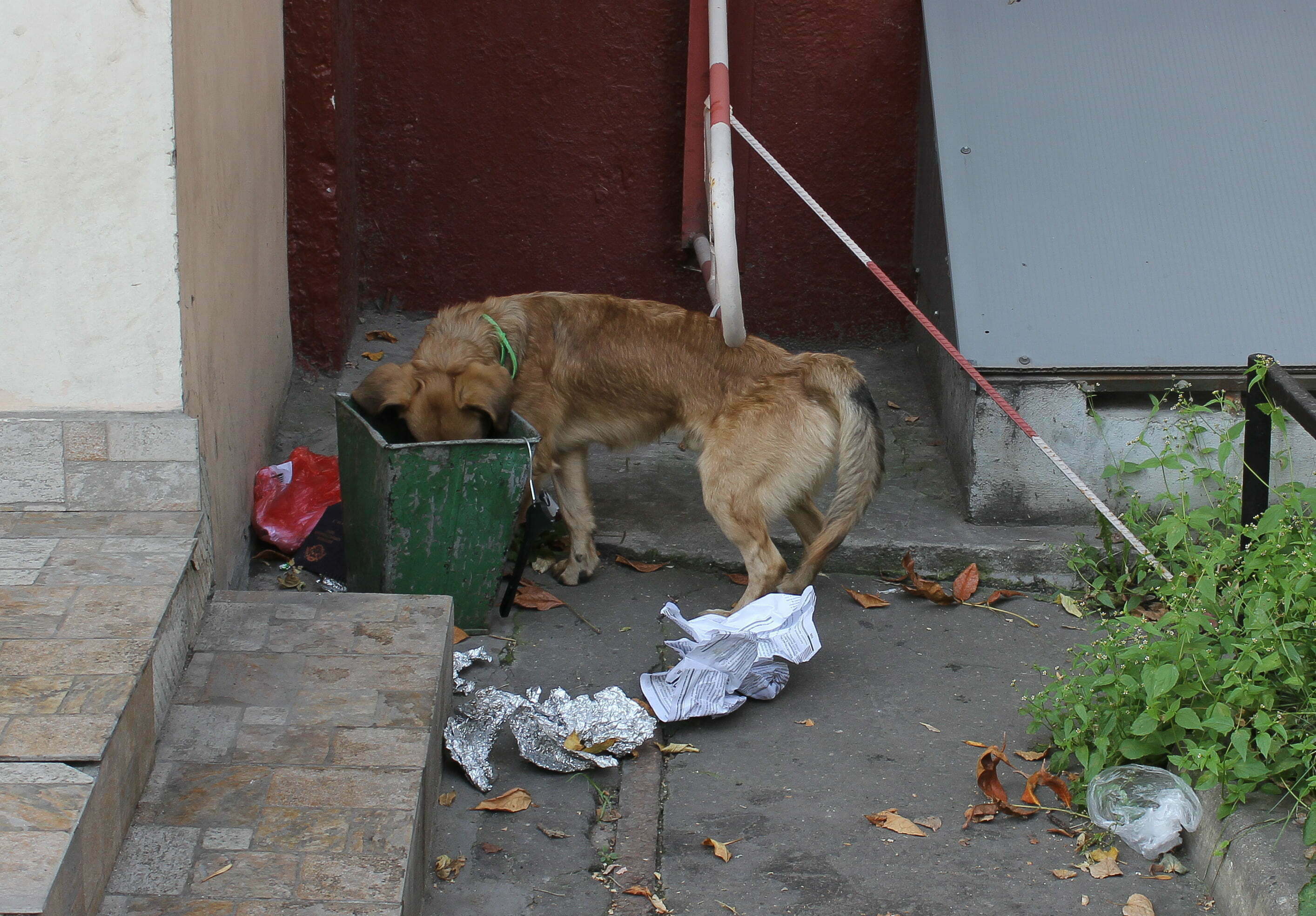 Image result for Thailand’s stray dogs given new danger at existence