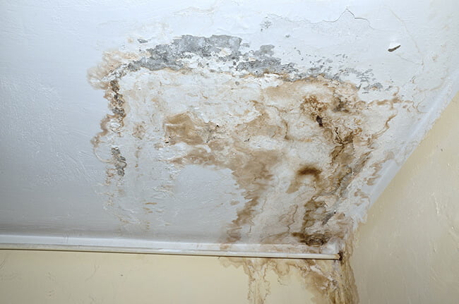 Causes of mold growth in home